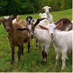 Goat Farm