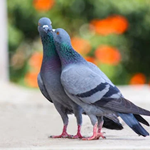 Pigeon