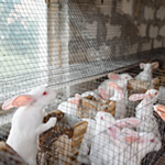 Rabbit Farm