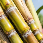 Sugar Cane Farm