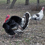 Turkey Farm